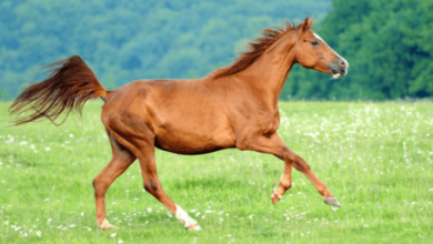 How do you ensure the health and fitness of your horse during the racing season?