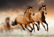 What strategies do you use to improve a horse's speed and stamina?