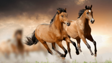 What strategies do you use to improve a horse's speed and stamina?