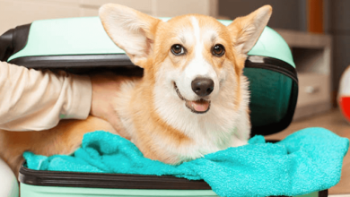 Boarding Services for Comfortable and Safe Pet Stays