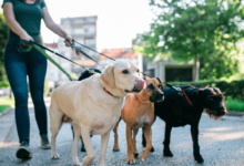 Dog Walking Services for Daily Exercise and Playtime