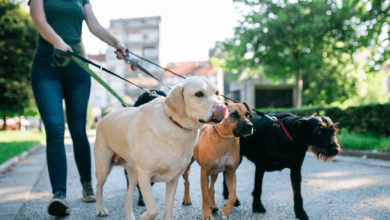 Dog Walking Services for Daily Exercise and Playtime