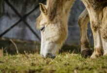 icici prudential equity fund