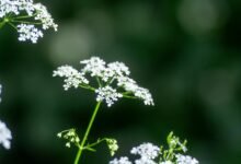 mutf_in axis growth opposition